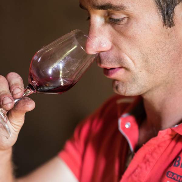 Vignobles Guillaume Guérin | Grands Vins de Bordeaux Bio